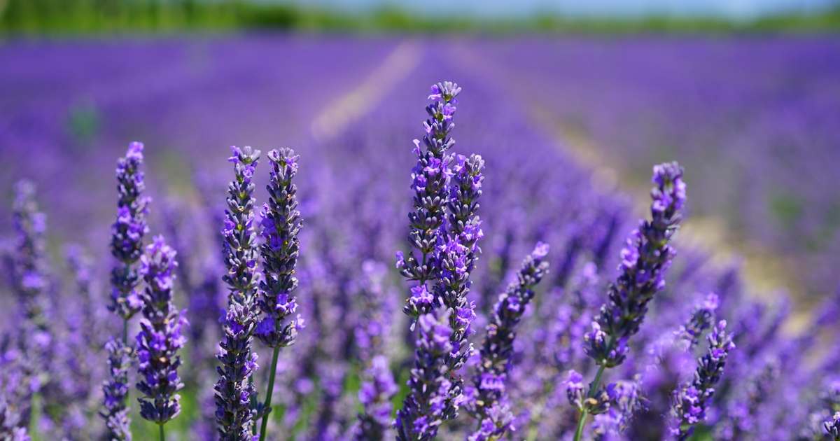 lavanda-1200x630.jpg